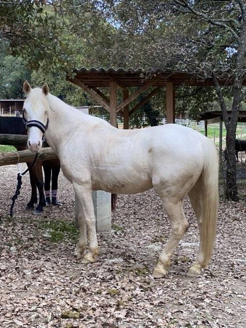 Gelding No Origin Recorded For sale 2018 Cream