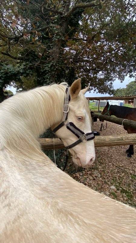 Gelding No Origin Recorded For sale 2018 Cream