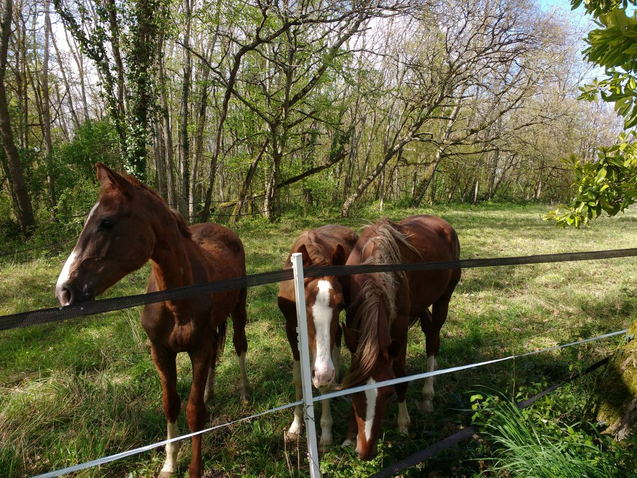 Equestrian property  Lot-et-Garonne