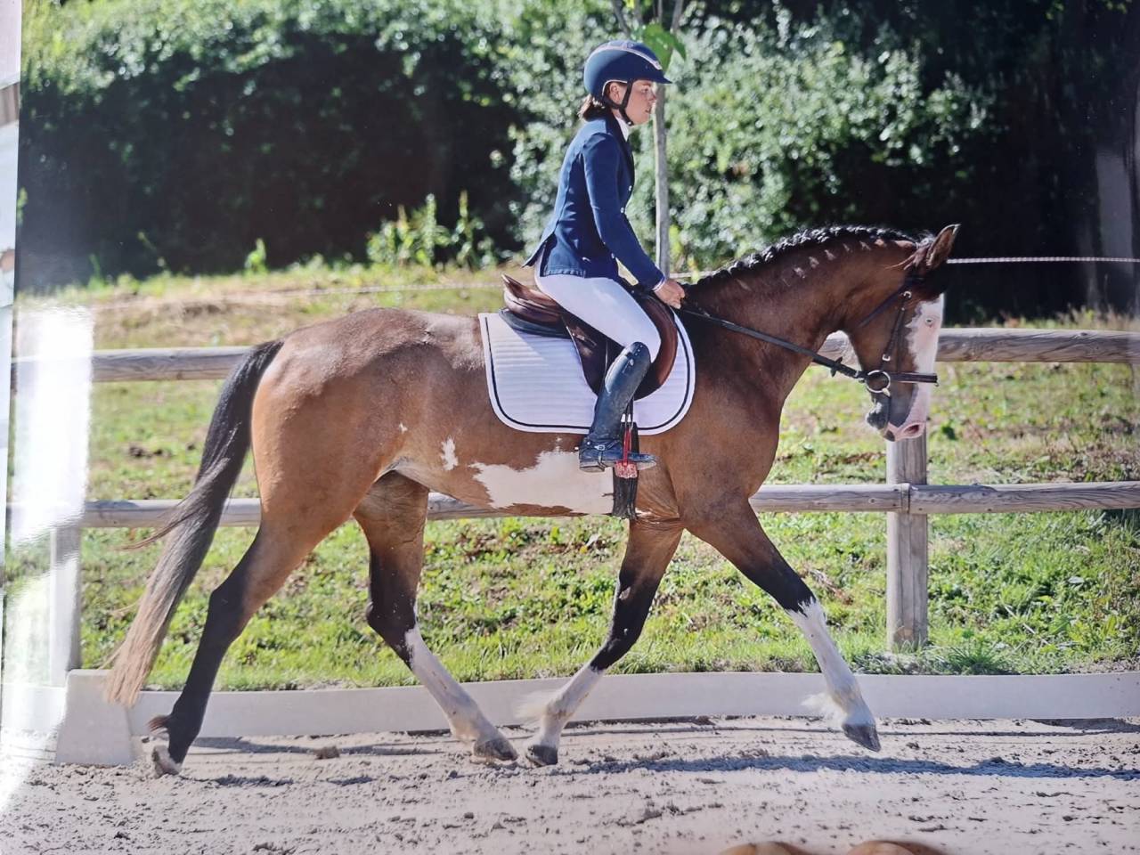 Mare Origin Recorded For sale 2022 Coloured