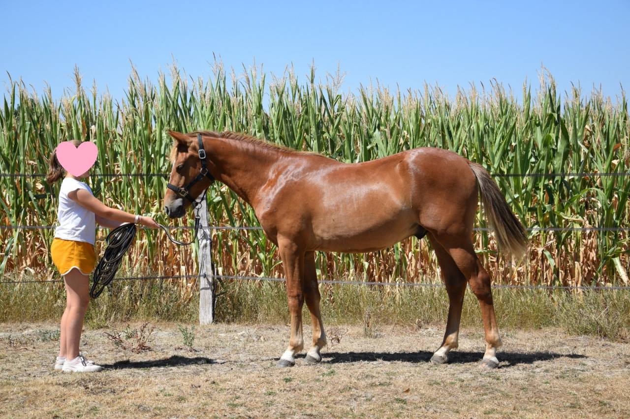 Entire New Forest For sale 2025 Liver chestnut