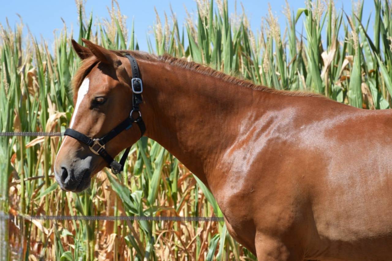 Entire New Forest For sale 2025 Liver chestnut