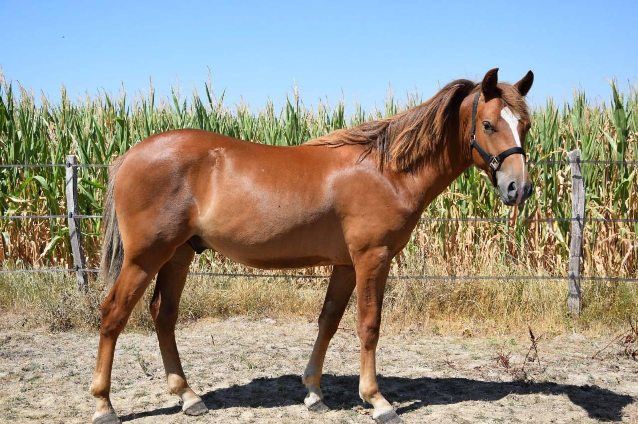 Entire New Forest For sale 2025 Liver chestnut