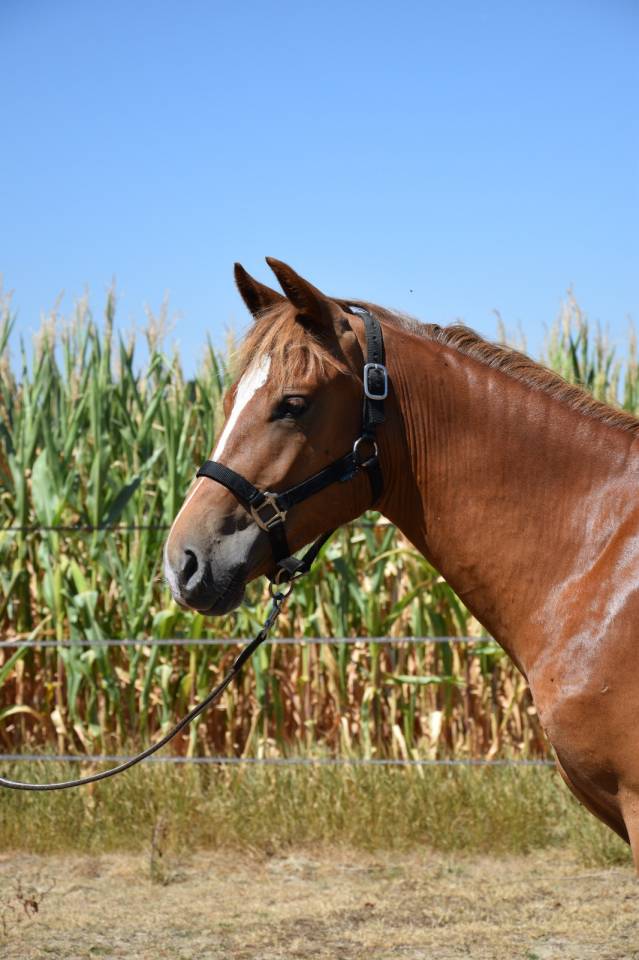 Entire New Forest For sale 2025 Liver chestnut