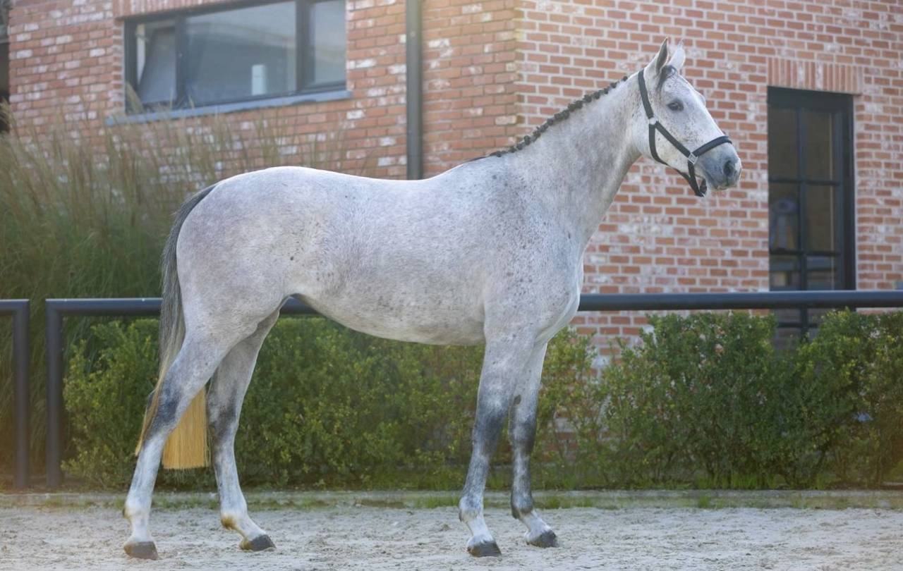 Mare Zangersheide For sale 2021 Grey