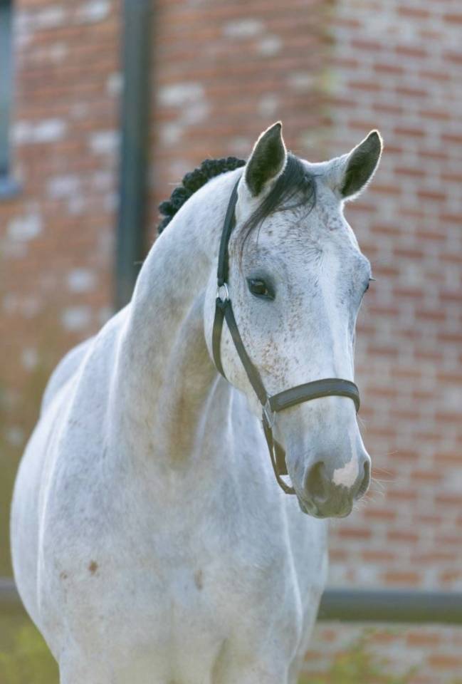 Mare Zangersheide For sale 2021 Grey