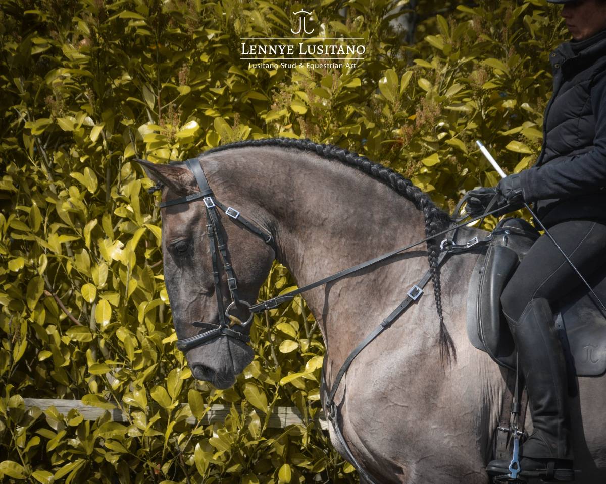 Stallion Lusitano For sale 2018 Grullo