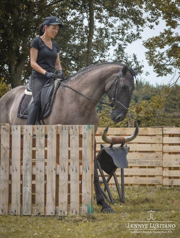 Stallion Lusitano For sale 2018 Grullo