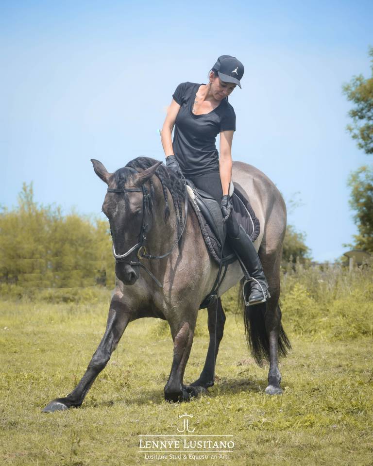 Stallion Lusitano For sale 2018 Grullo