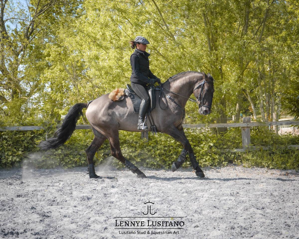 Stallion Lusitano For sale 2018 Grullo