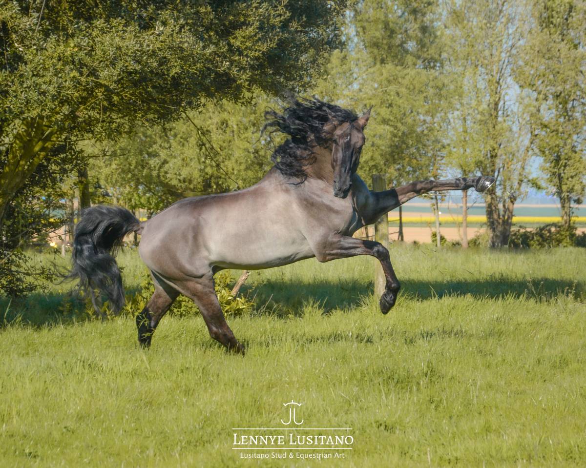 Stallion Lusitano For sale 2018 Grullo