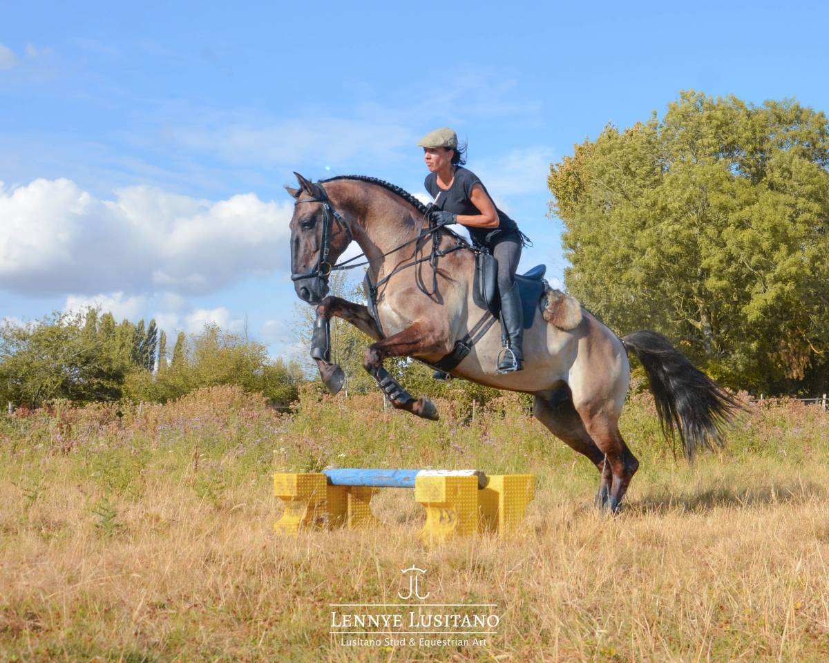 Stallion Lusitano For sale 2018 Grullo
