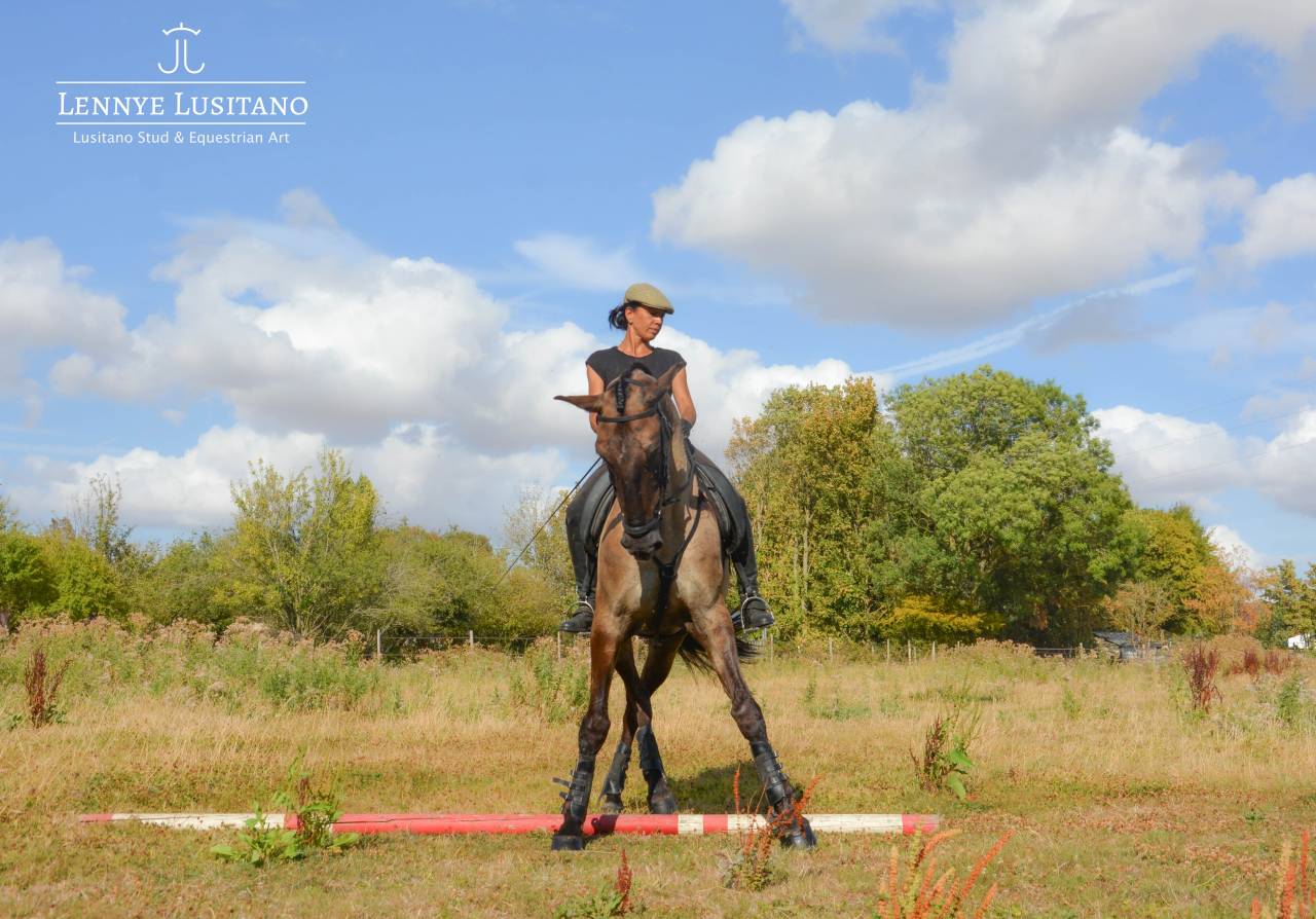 Stallion Lusitano For sale 2018 Grullo