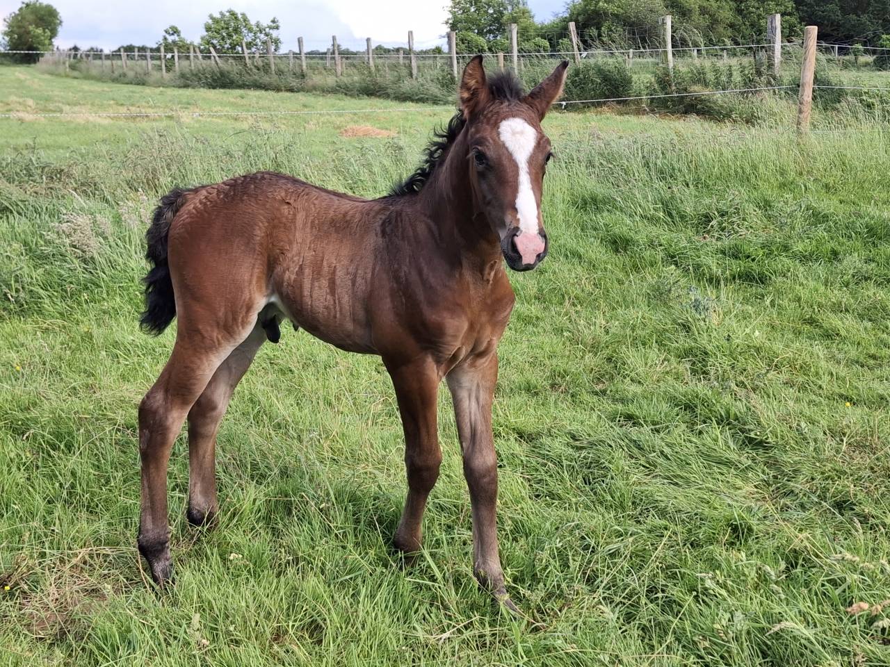Colt French Saddle Pony For sale 2026 Bay