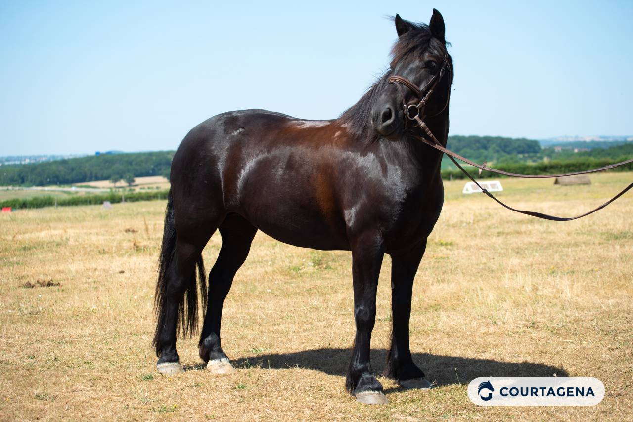 Mare M&eacute;rens For sale 2019 Black