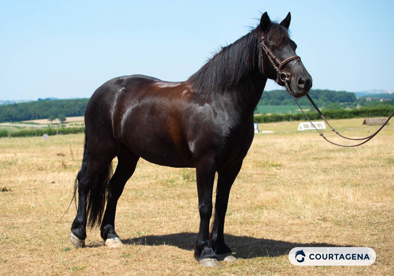 Mare M&eacute;rens For sale 2019 Black