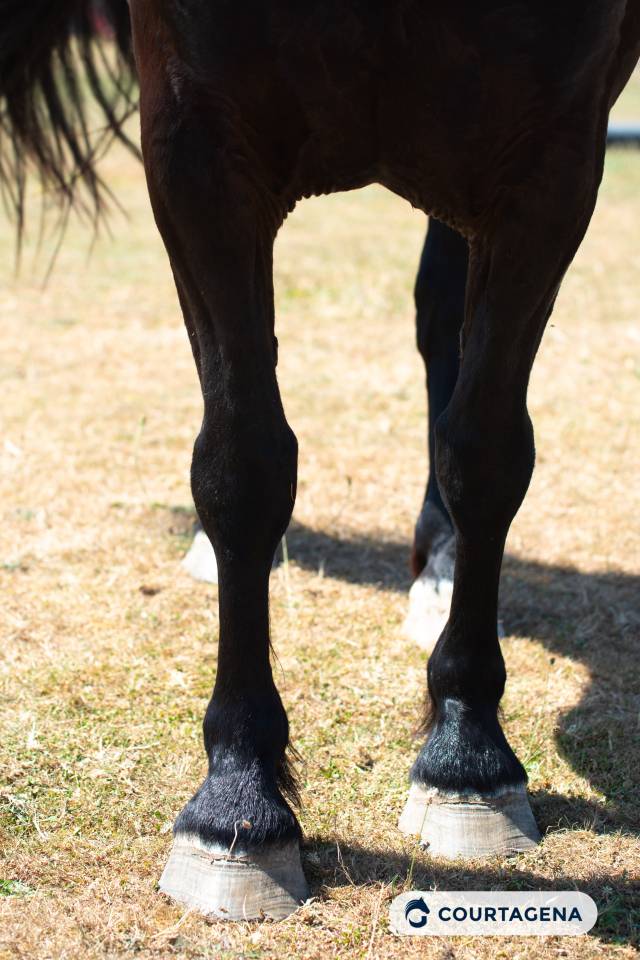 Mare M&eacute;rens For sale 2019 Black