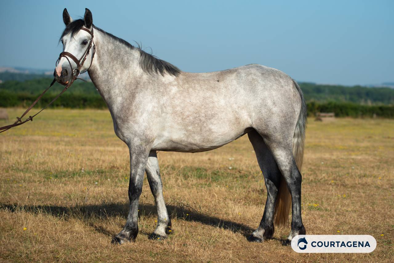 Mare Connemara For sale 2022 Grey