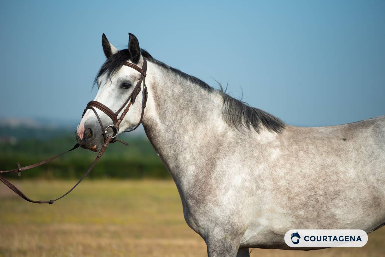 Mare Connemara For sale 2022 Grey
