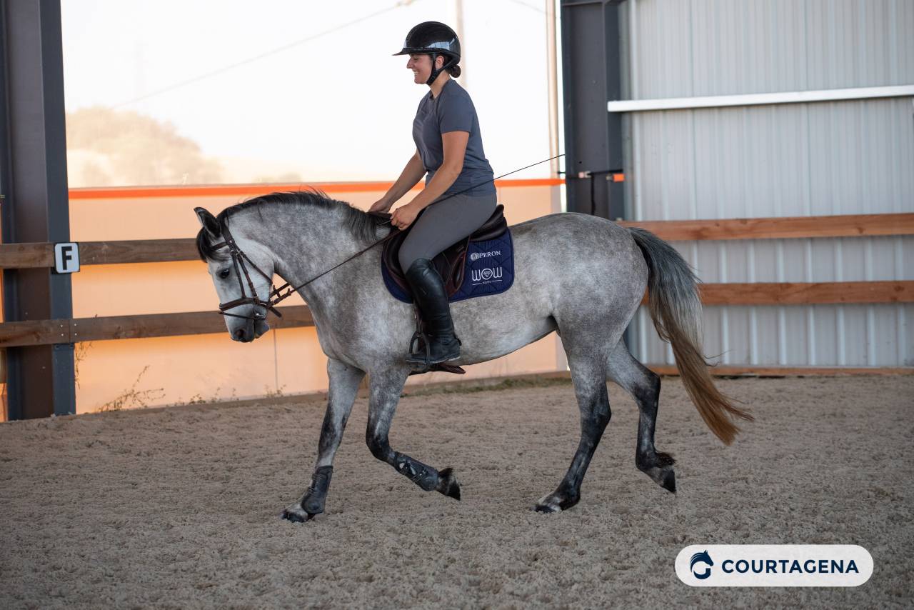 Mare Connemara For sale 2022 Grey
