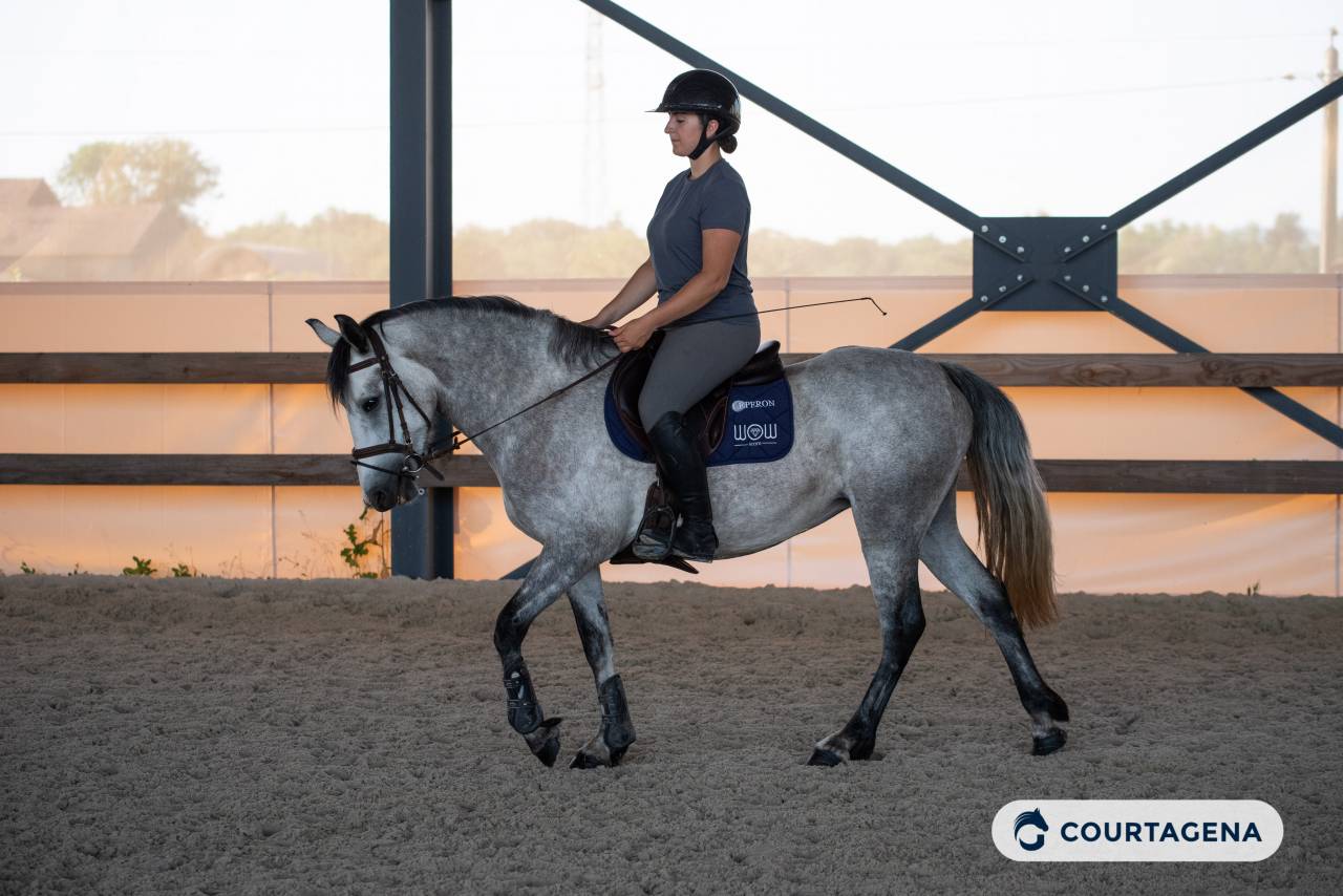 Mare Connemara For sale 2022 Grey