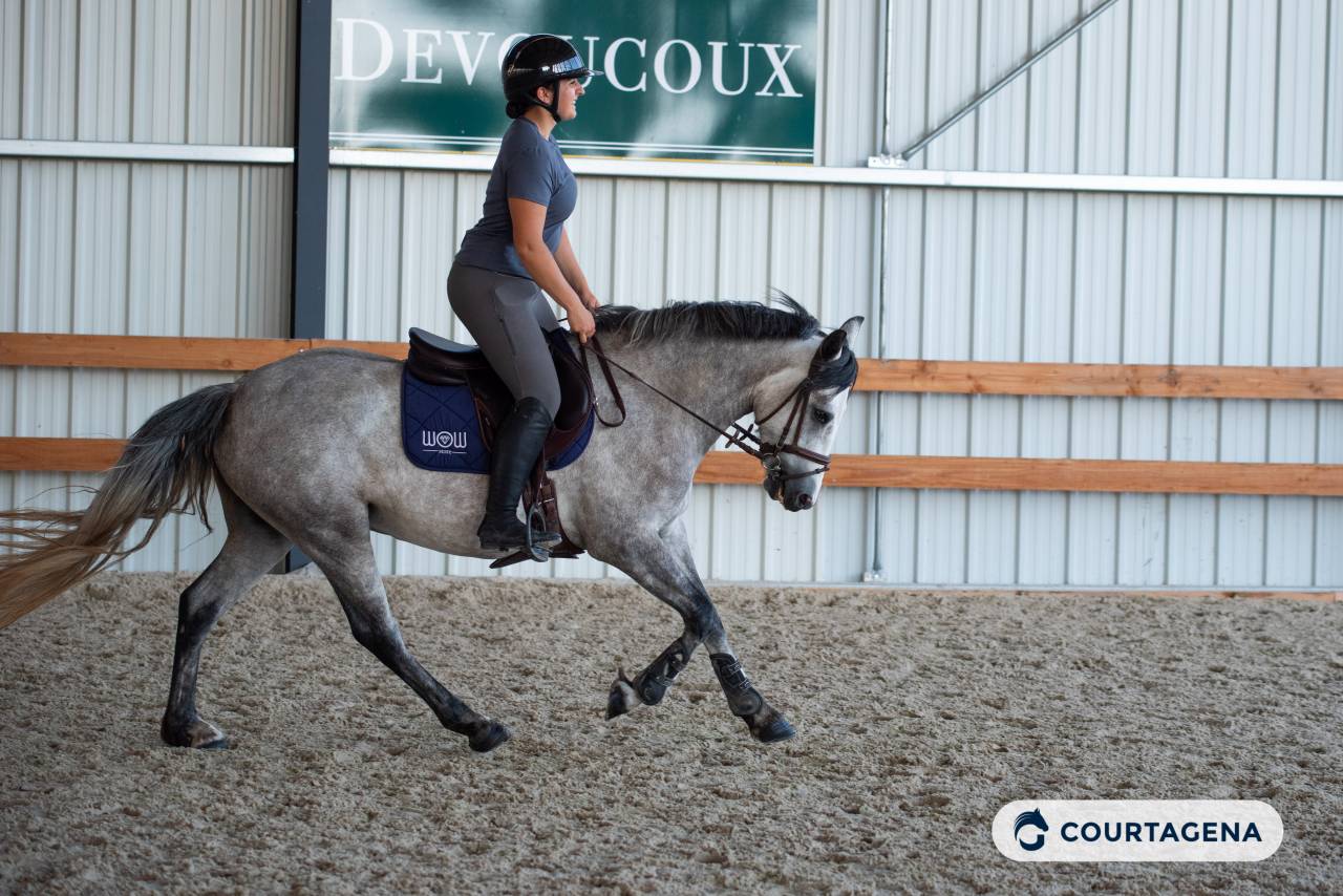Mare Connemara For sale 2022 Grey