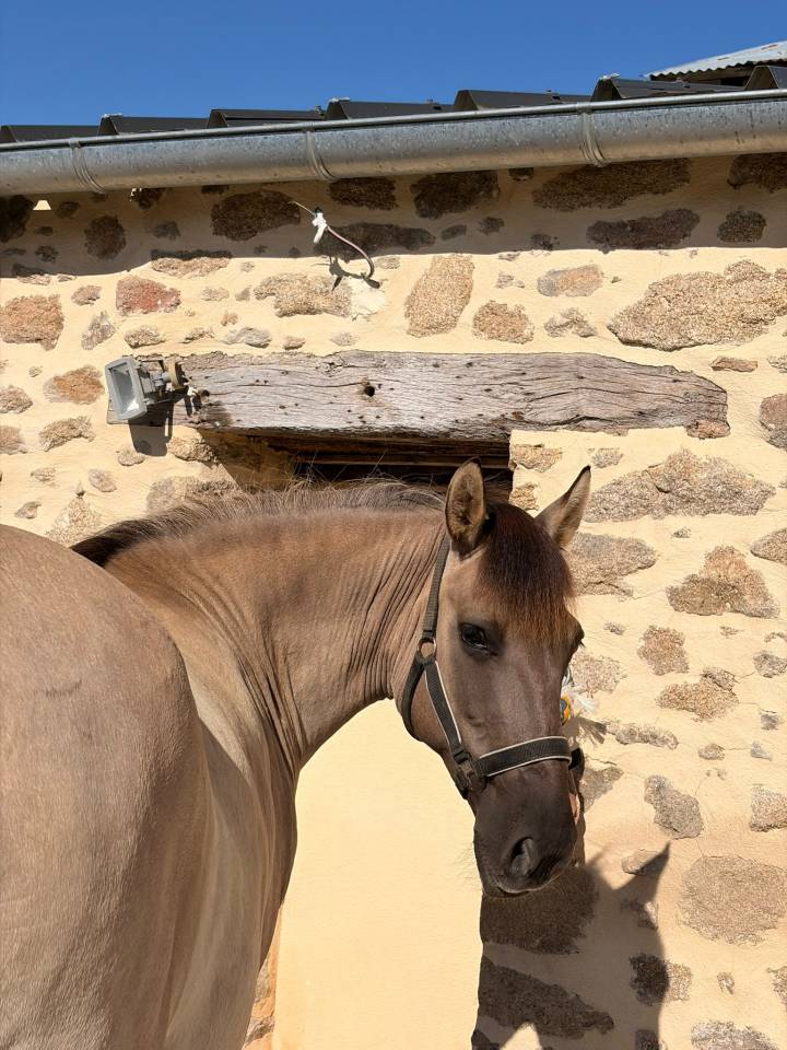 Mare Fjord For sale 2016 Grullo