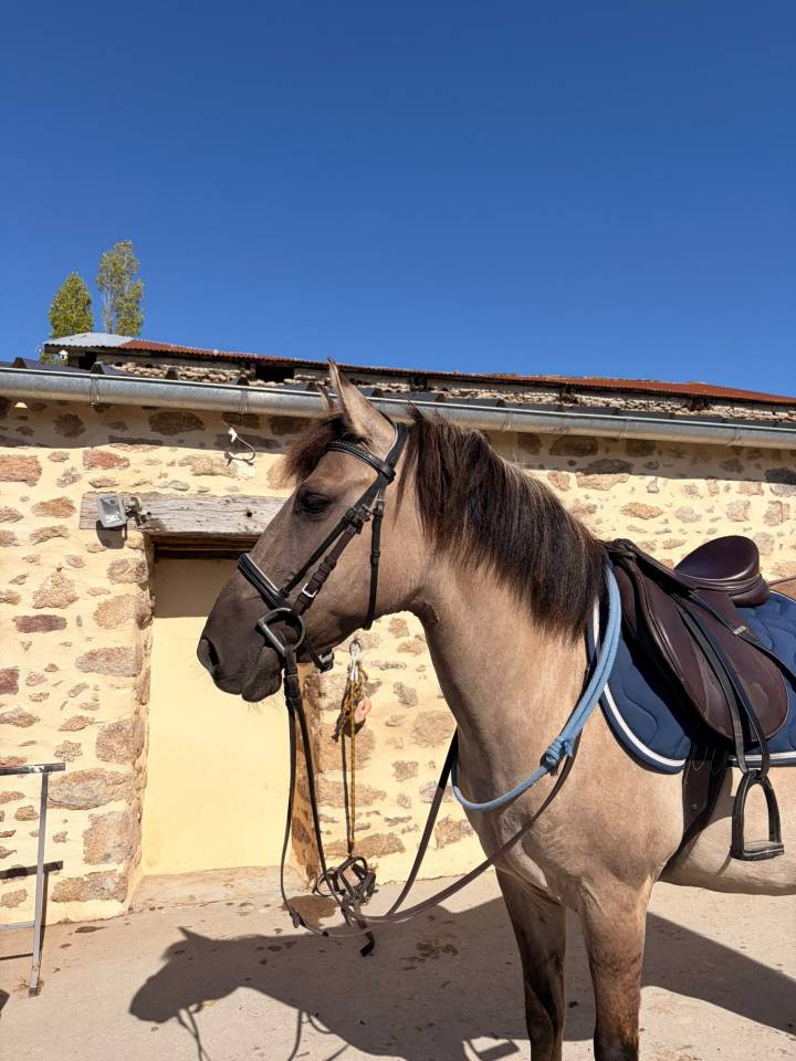 Mare Fjord For sale 2016 Grullo
