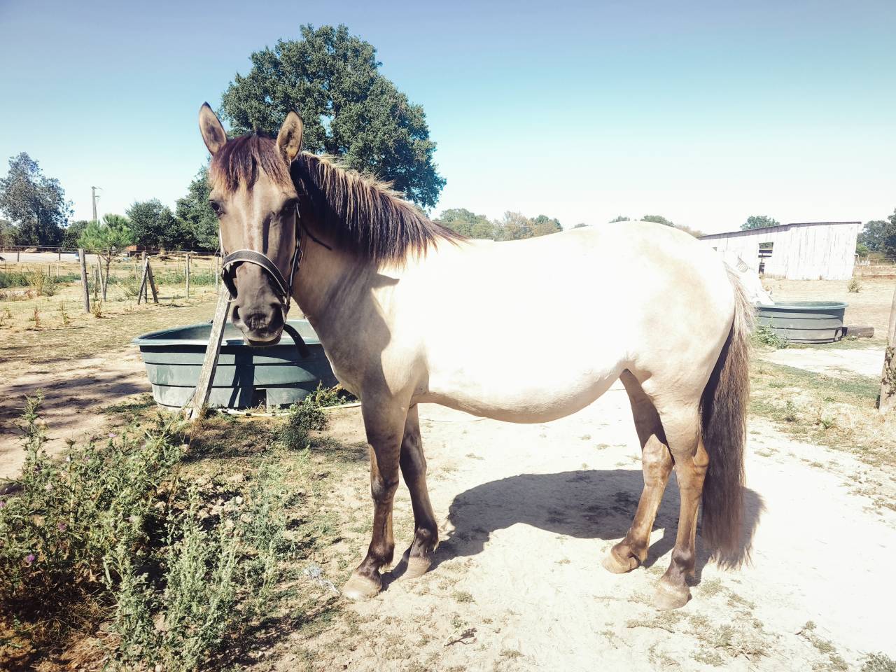 Mare Fjord For sale 2016 Grullo