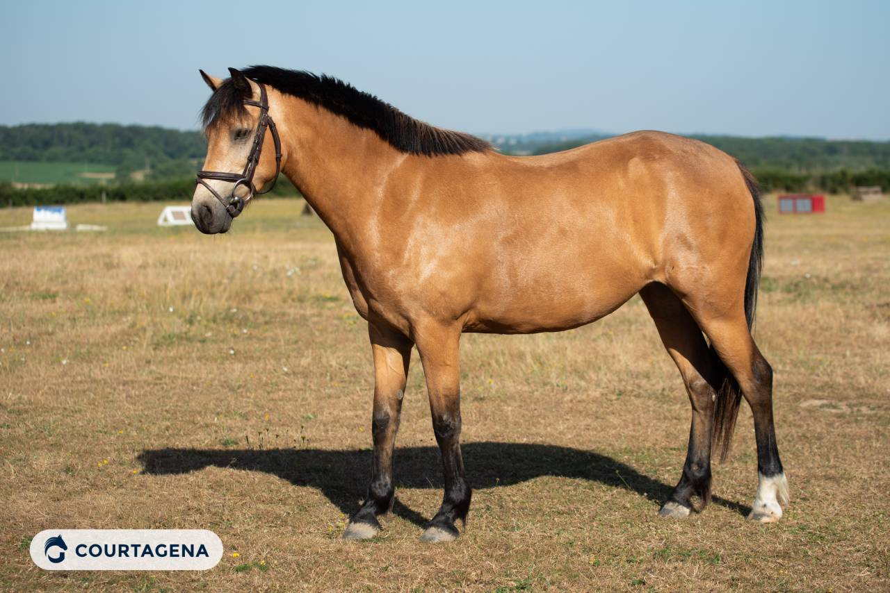 Mare Connemara For sale 2020 Buckskin