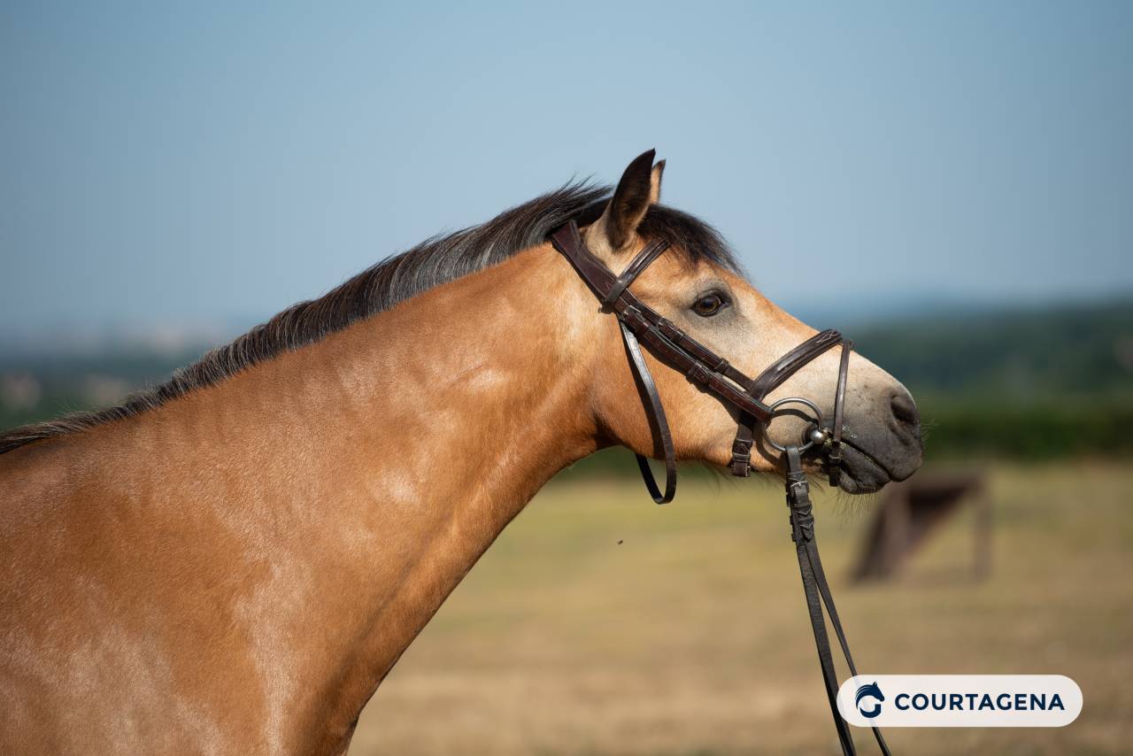 Mare Connemara For sale 2020 Buckskin