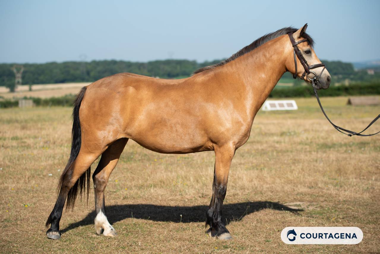 Mare Connemara For sale 2020 Buckskin
