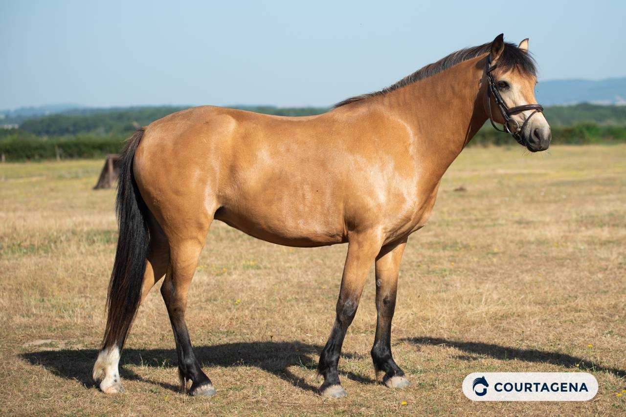Mare Connemara For sale 2020 Buckskin