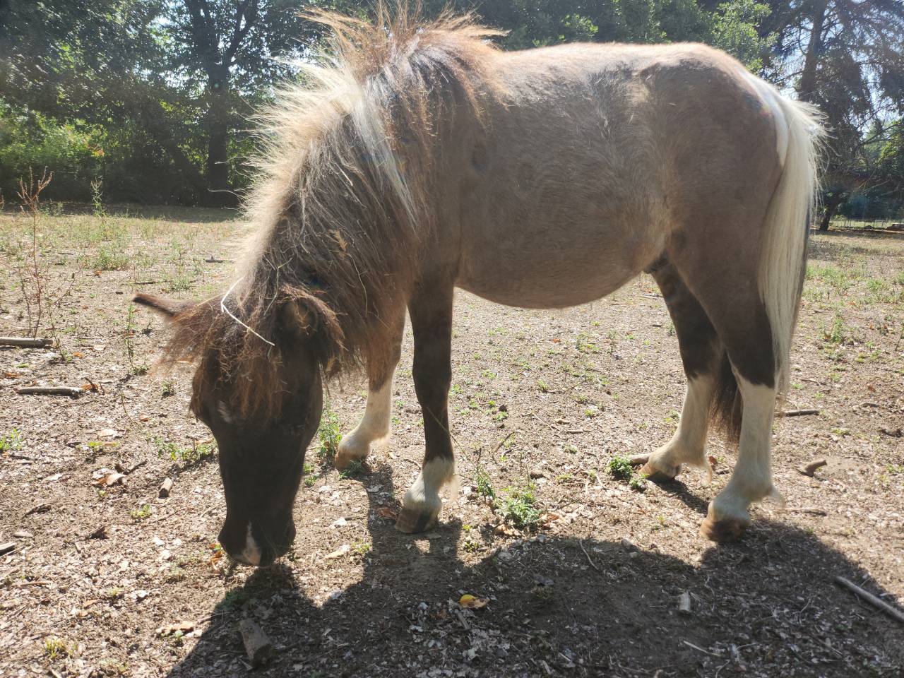 Gelding Shetland Pony For sale 2026 Grullo