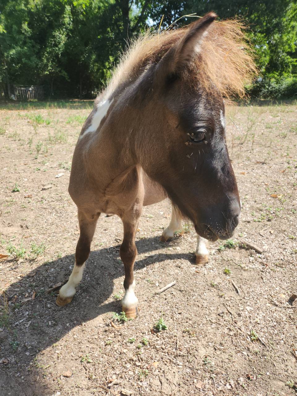 Gelding Shetland Pony For sale 2026 Grullo
