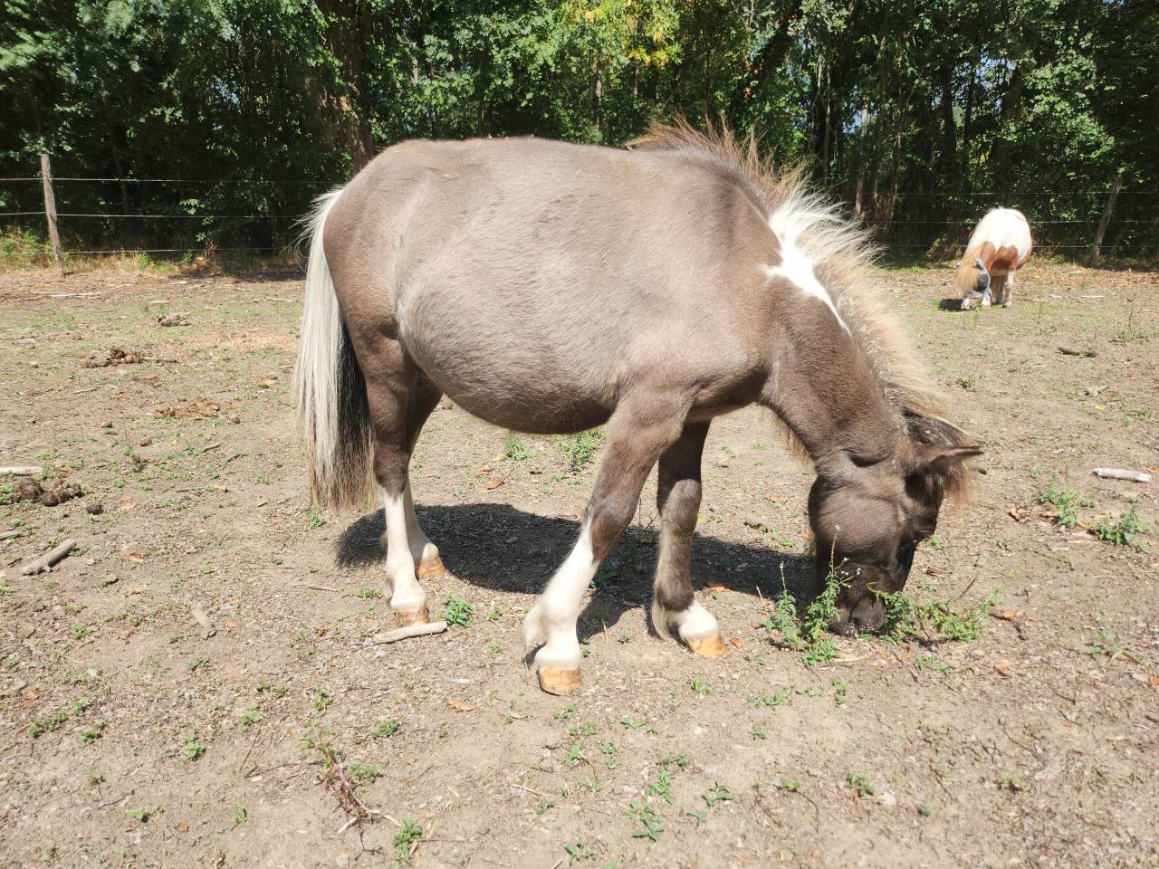 Gelding Shetland Pony For sale 2026 Grullo