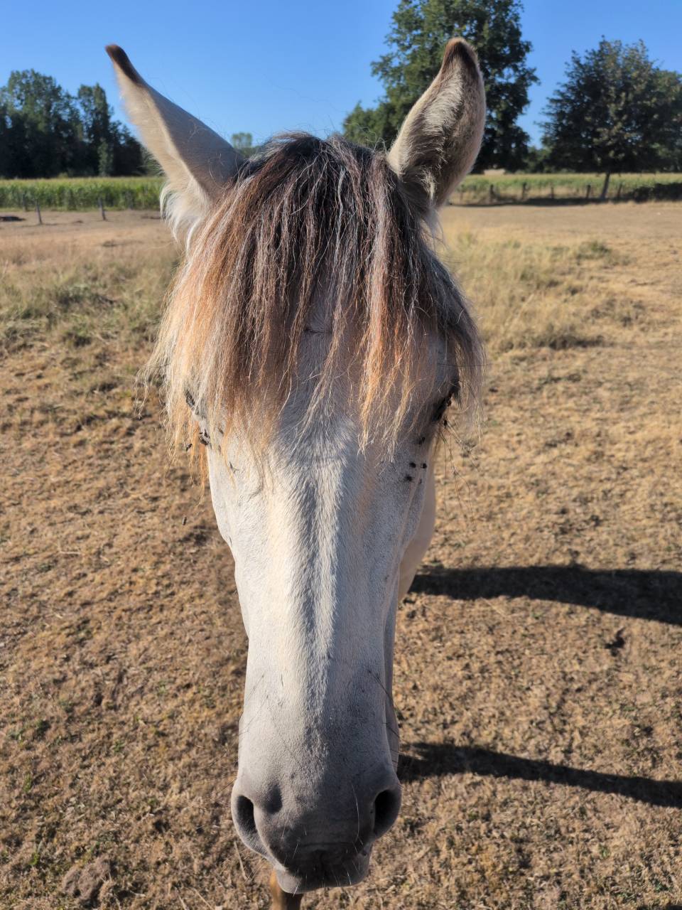 Gelding Origin Recorded For sale 2025 Buckskin