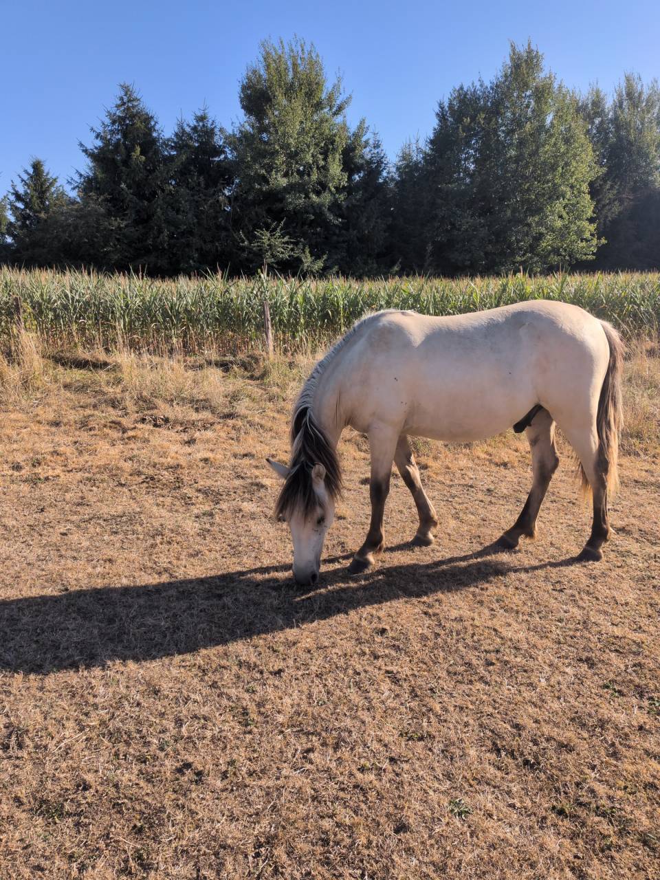 Gelding Origin Recorded For sale 2025 Buckskin