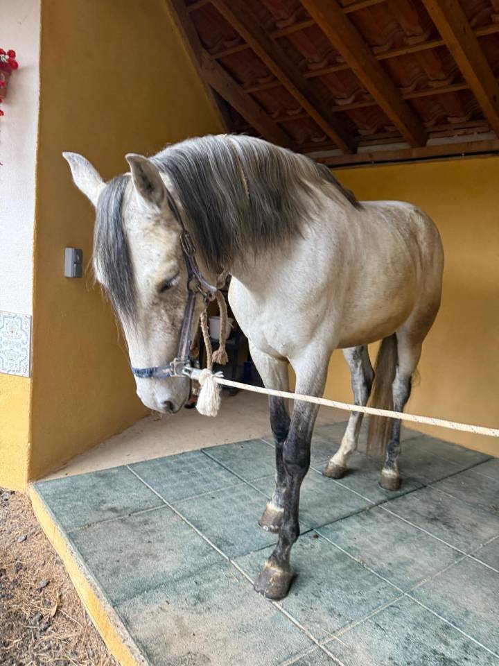 Gelding Lusitano For sale 2019 Grey