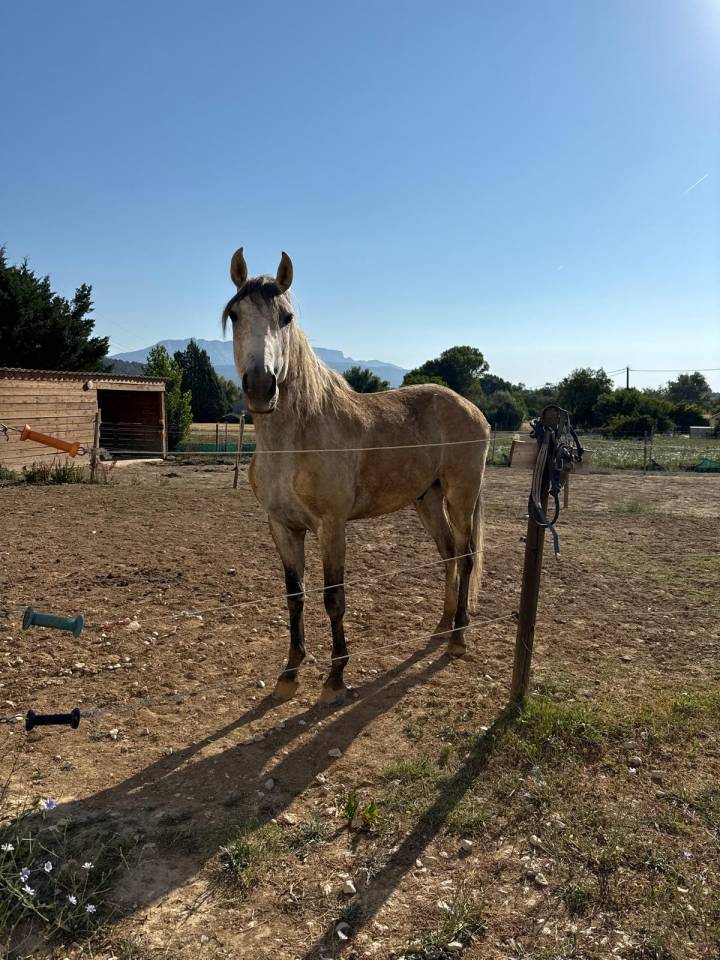 Gelding Lusitano For sale 2019 Grey