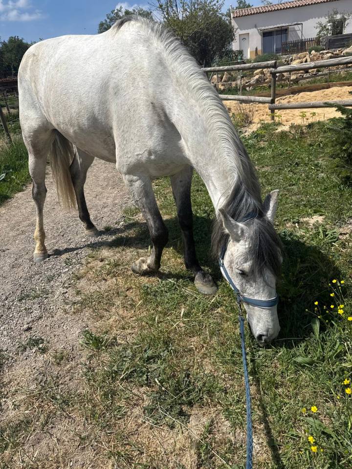 Gelding Lusitano For sale 2019 Grey