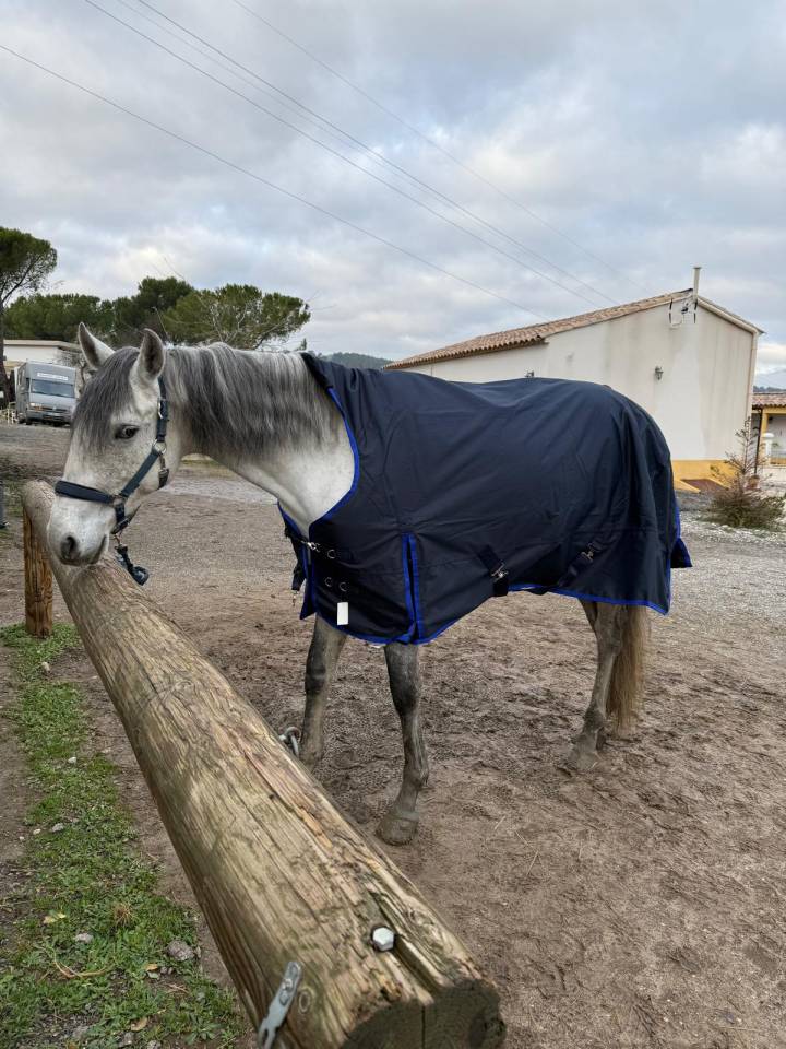 Gelding Lusitano For sale 2019 Grey