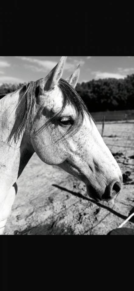 Gelding Lusitano For sale 2019 Grey