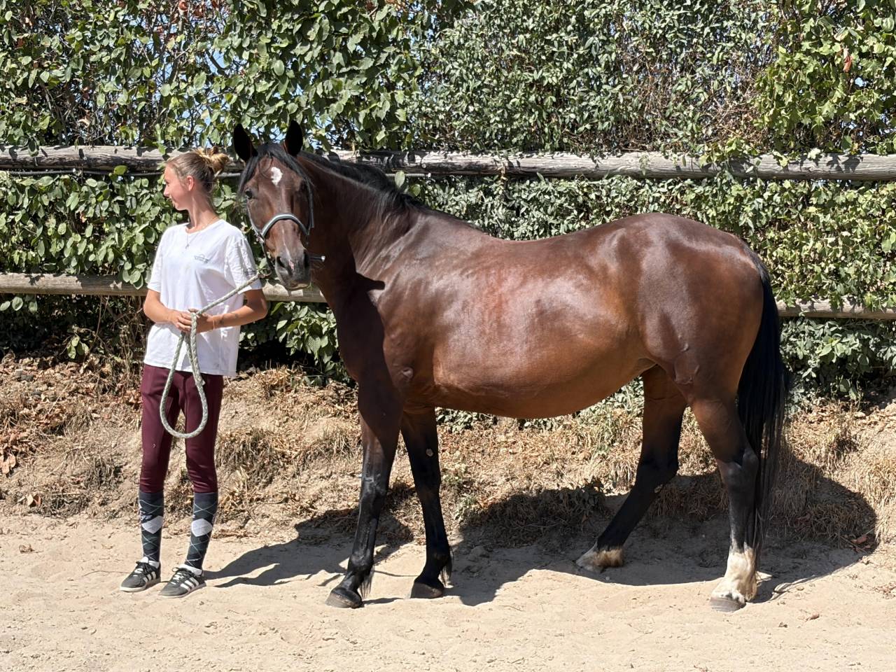 Mare French Trotter For sale 2014 Bay