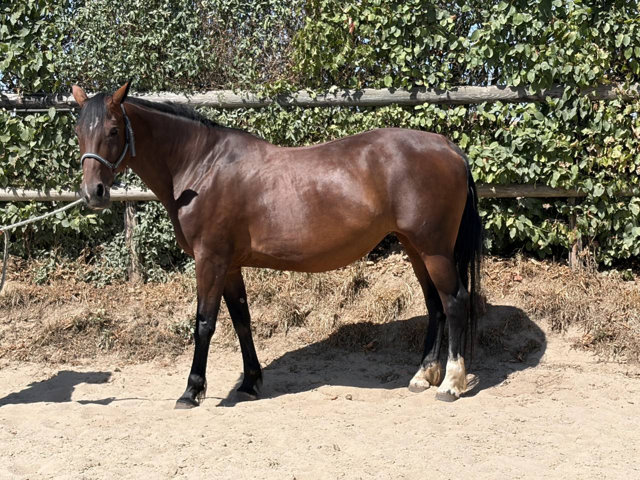 Mare French Trotter For sale 2014 Bay