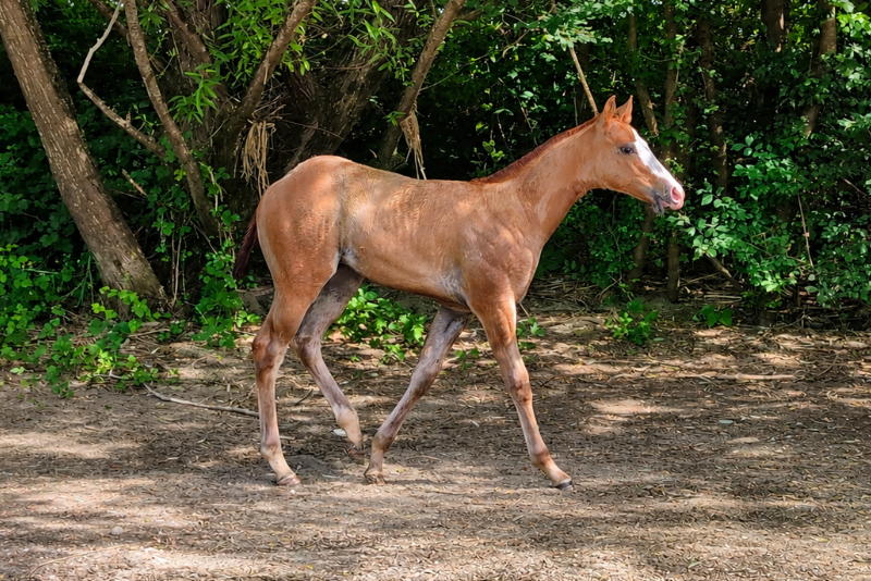Colt Quarter For sale 2026 Chesnut