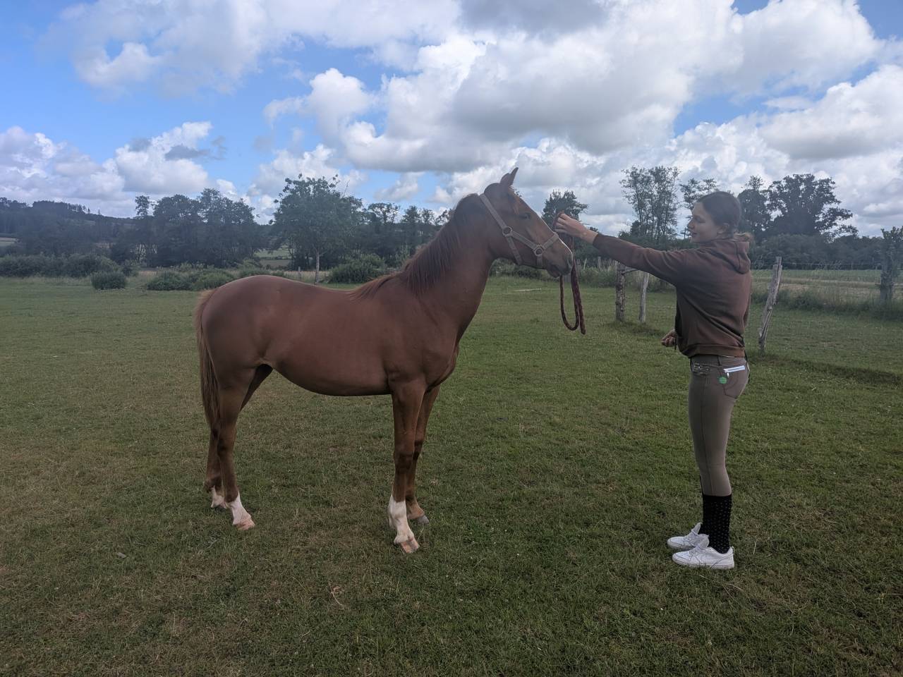 Filly Origin Recorded For sale 2025 Chesnut