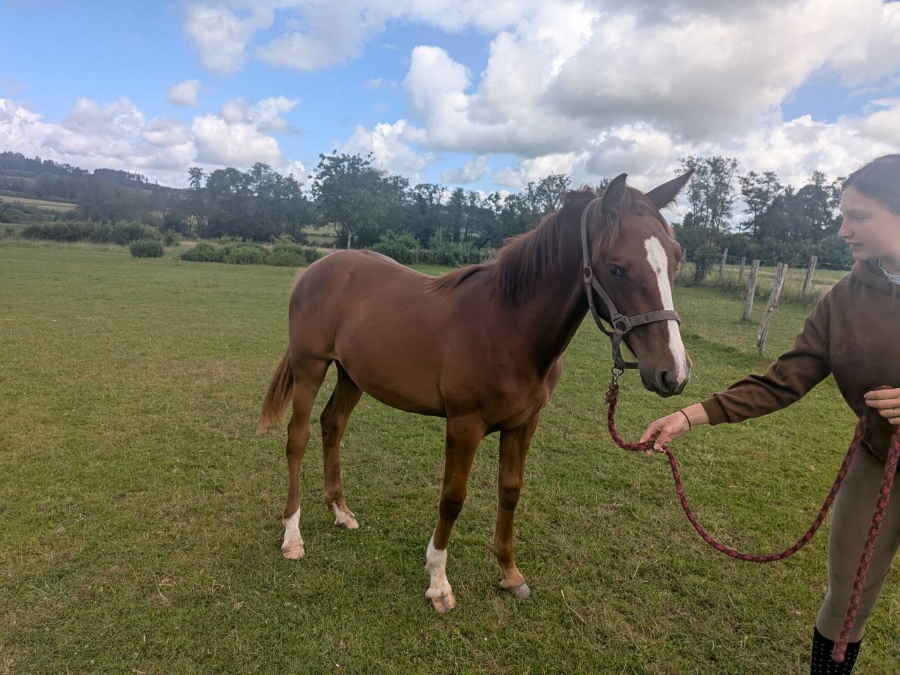 Filly Origin Recorded For sale 2025 Chesnut
