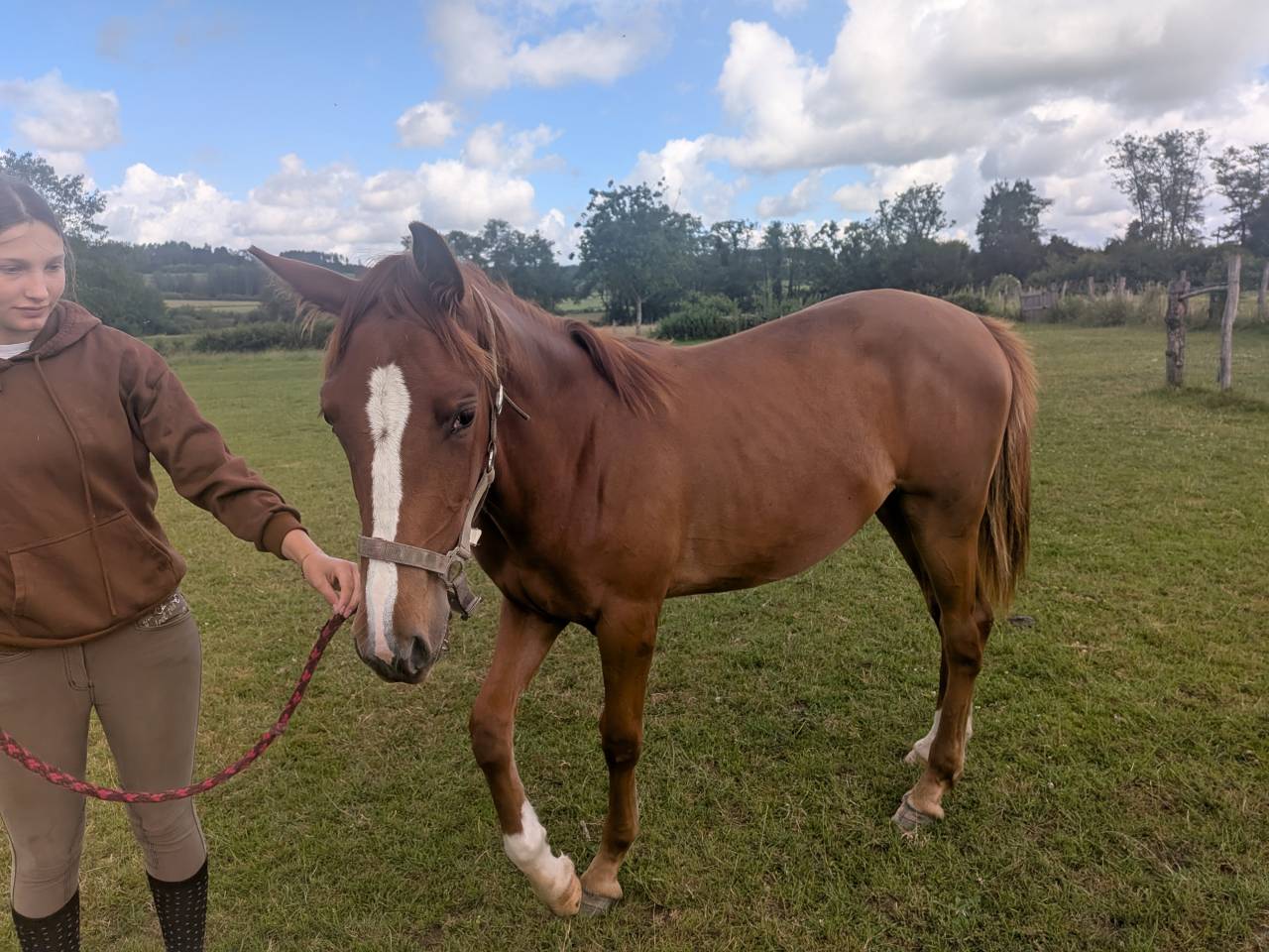 Filly Origin Recorded For sale 2025 Chesnut