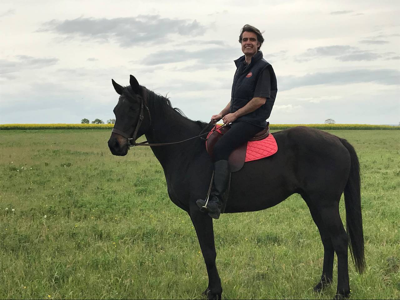 Gelding AQPS Free 2006 Dark Bay